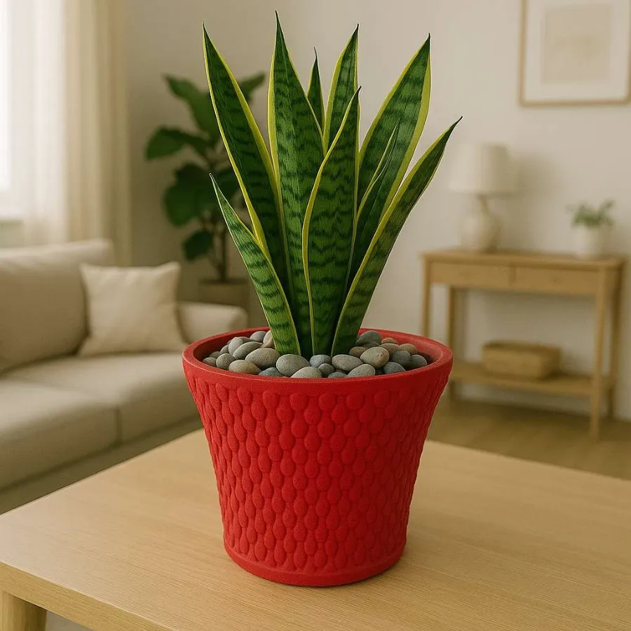 Bely Pots view 9