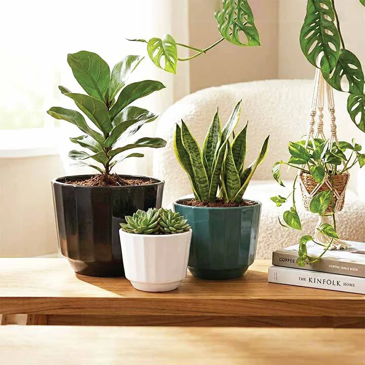 Flora Pots