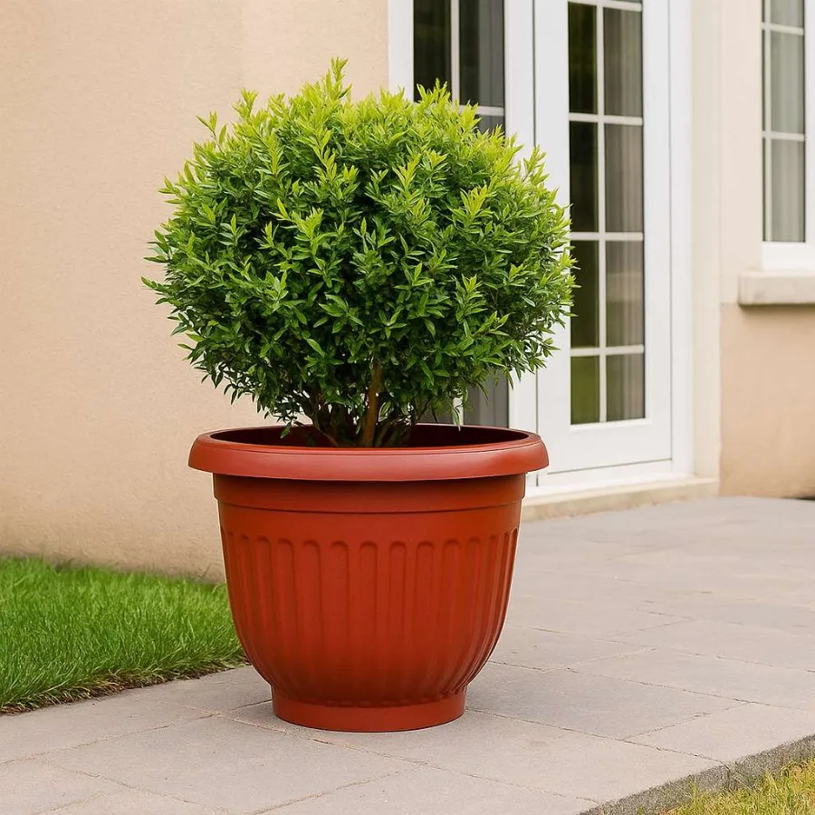 Olive Pots view 6