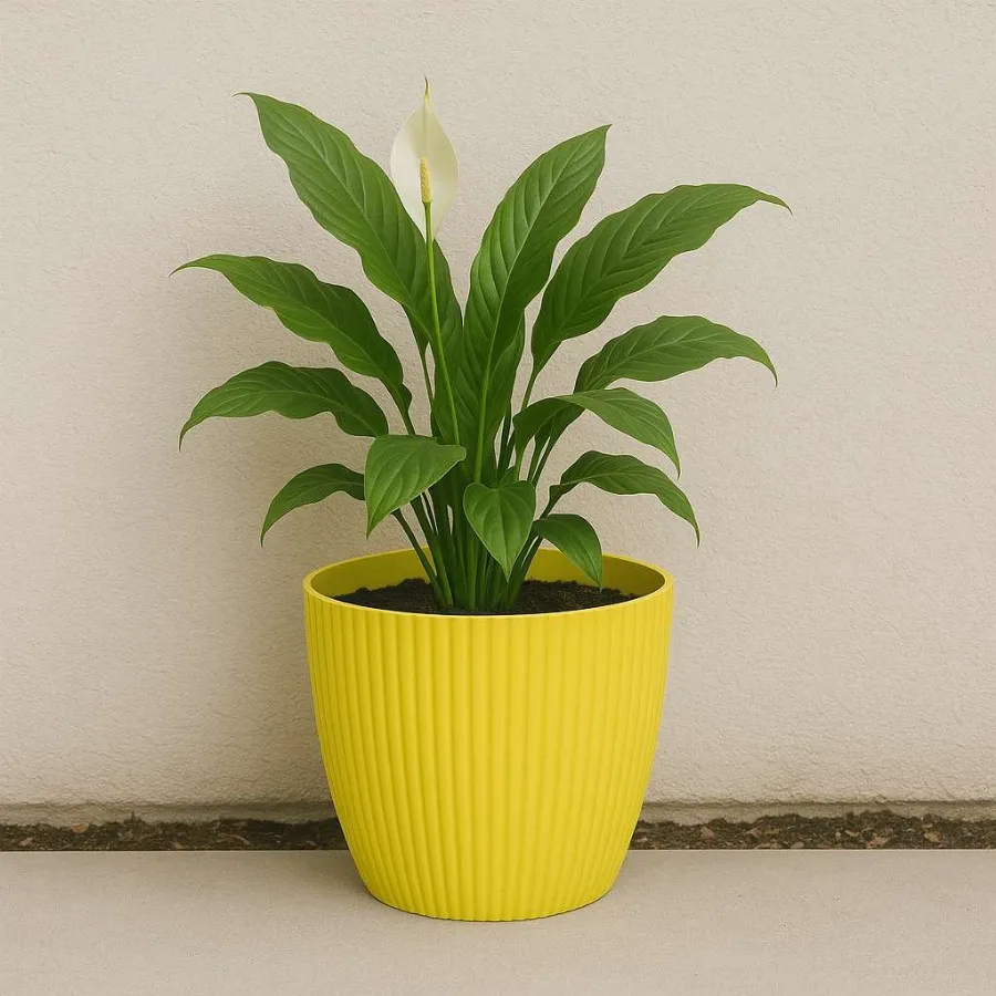 Rosy Pots view 8